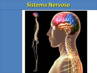 Sistema NervosoSistema Nervoso
 