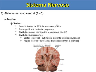 Sistema NervosoSistema Nervoso
3) Sistema nervoso central (SNC)
a) Encéfalo
I) Cérebro
 Constitui cerca de 90% da massa encefálica
 Sua superfície é bastante pregueada
 Dividido em dois hemisférios (esquerdo e direito)
 Dividido em duas partes:
o Córtex (externo) – substância cinzenta (corpos neuronais)
o Região interna – substância branca (dendritos e axônios)
 