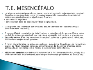  Localiza-se entre o diencéfalo e a ponte, sendo atravessado pelo aqueduto cerebral.
Dorsalmente ao aqueduto está o tecto do mesencéfalo e ventralmente existem 2
pedúnculos cerebrais que se dividem em 2 partes:
• parte dorsal: tegmento
• parte ventral: base do pedúnculo/fibras longitudinais.
 Essas partes são separadas por uma área escura chamada de substância negra
(neurônios com melanina).
 O mesencéfalo é constituído de dois 2 sulcos - sulco lateral do mesencéfalo e sulco
medial do pedúnculo cerebral, que marcam a separação entre a base e o tegmento.
 Tecto do mesencéfalo: Na parte dorsal contém 2 colículos superiores e 2 inferiores,
formando os corpos quadrigêmeos.
 O corpo pineal localiza-se acima dos colículos superiores. Os colículos se comunicam
através de fibras nervosas com uma eminência oval do diencéfalo chamada corpo
geniculado, os inferiores com o medial e os superiores com o lateral.
 Pedúnculos cerebrais:são estruturas que limitam a fossa interpeduncular, sendo esta
última delimitada anteriormente pelos corpos mamilares (pertencem ao diencéfalo).
 