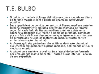  O bulbo ou medula oblonga delimita-se com a medula na altura
do forame magno e com a ponte no chamado sulco bulbo-
pontino.
 Sua superfície é percorrida por sulcos. A fissura mediana anterior
termina cranialmente em uma depressão chamada de forame
cego. Em cada lado da fissura mediana anterior existe uma
eminência alongada que recebe o nome de pirâmide, composta
por um feixe de fibras descendentes que ligam as áreas motoras
do cérebro aos neurônios motores da medula (tracto córtico
espinhal ou tracto piramidal).
 A decussação das pirâmides são as fibras do tracto piramidal
que cruzam obliquamente o plano mediano, obliterando a fissura
mediana anterior.
 A oliva é uma eminência oval na área lateral do bulbo formada
por uma grande massa cinzenta - núcleo olivar inferior - abaixo
de sua superfície.
 