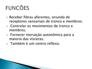  Receber fibras aferentes, oriunda de
receptores sensoriais de tronco e membros;
 Controlar os movimentos de tronco e
membros;
 Fornecer inervação autonômica para a
maioria das vísceras;
 Também é um centro reflexo.
 