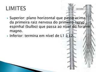  Superior: plano horizontal que passa acima
da primeira raiz nervosa do primeiro nervo
espinhal (bulbo) que passa ao nível do forame
magno.
 Inferior: termina em nível de L1 à L2.
 