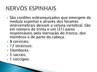 São cordões esbranquiçados que emergem da
medula espinhal e através dos forames
intervertebrais deixam a coluna vertebral. São
em número de trinta e um (31) pares
responsáveis pela inervação do tronco, dos
membros e de parte da cabeça.
 8 cervicais;
 12 torácicos;
 5lombares;
 5 sacrais;
 1 coccígeo;
 