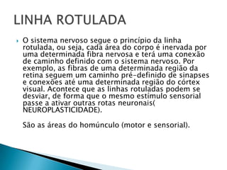  O sistema nervoso segue o princípio da linha
rotulada, ou seja, cada área do corpo é inervada por
uma determinada fibra nervosa e terá uma conexão
de caminho definido com o sistema nervoso. Por
exemplo, as fibras de uma determinada região da
retina seguem um caminho pré-definido de sinapses
e conexões até uma determinada região do córtex
visual. Acontece que as linhas rotuladas podem se
desviar, de forma que o mesmo estímulo sensorial
passe a ativar outras rotas neuronais(
NEUROPLASTICIDADE).
São as áreas do homúnculo (motor e sensorial).
 