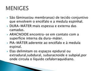  São lâminas(ou membranas) de tecido conjuntivo
que envolvem o encéfalo e a medula espinhal.
 DURA-MÁTER:mais espessa e externa das
camadas.
 ARACNOIDE:encontra-se em contato com a
superfície interna da dura-máter.
 PIA-MÁTER:aderente ao encéfalo e à medula
espinal.
 Elas delimitam os espaços epidural ou
extradural,subdural, subaracnoide e subpial,por
onde circula o líquido cefalorraquidiano.
 