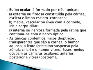  Bulbo ocular :é formado por três túnicas:
a) externa ou fibrosa constituída pela córnea,
esclera e limbo esclero-corneano;
b) média, vascular ou úvea com a corioide,
íris e corpo ciliar;
c) interna ou nervosa:formada pela retina que
continua-se com o nervo óptico.
 As túnicas contêm os meios dióptricos,
transparentes que são a córnea, o humor
aquoso, a lente (cristalino suspenso pela
zônula ciliar) e o humor vítreo. Esses meios
ocupam as câmaras oculares: anterior,
posterior e vítrea (postrema).
 