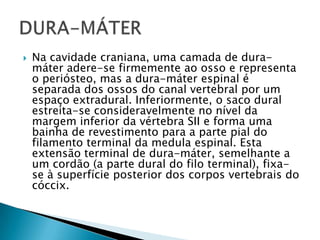  Na cavidade craniana, uma camada de dura-
máter adere-se firmemente ao osso e representa
o periósteo, mas a dura-máter espinal é
separada dos ossos do canal vertebral por um
espaço extradural. Inferiormente, o saco dural
estreita-se consideravelmente no nível da
margem inferior da vértebra SII e forma uma
bainha de revestimento para a parte pial do
filamento terminal da medula espinal. Esta
extensão terminal de dura-máter, semelhante a
um cordão (a parte dural do filo terminal), fixa-
se à superfície posterior dos corpos vertebrais do
cóccix.
 