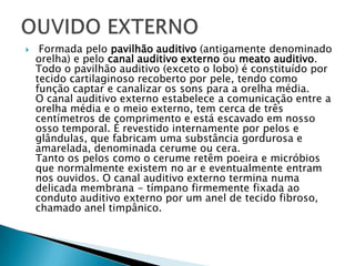  Formada pelo pavilhão auditivo (antigamente denominado
orelha) e pelo canal auditivo externo ou meato auditivo.
Todo o pavilhão auditivo (exceto o lobo) é constituído por
tecido cartilaginoso recoberto por pele, tendo como
função captar e canalizar os sons para a orelha média.
O canal auditivo externo estabelece a comunicação entre a
orelha média e o meio externo, tem cerca de três
centímetros de comprimento e está escavado em nosso
osso temporal. É revestido internamente por pelos e
glândulas, que fabricam uma substância gordurosa e
amarelada, denominada cerume ou cera.
Tanto os pelos como o cerume retêm poeira e micróbios
que normalmente existem no ar e eventualmente entram
nos ouvidos. O canal auditivo externo termina numa
delicada membrana - tímpano firmemente fixada ao
conduto auditivo externo por um anel de tecido fibroso,
chamado anel timpânico.
 