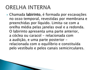  Chamada labirinto, é formada por escavações
no osso temporal, revestidas por membrana e
preenchidas por líquido. Limita-se com a
orelha média pelas janelas oval e a redonda.
O labirinto apresenta uma parte anterior,
a cóclea ou caracol - relacionada com
a audição, e uma parte posterior -
relacionada com o equilíbrio e constituída
pelo vestíbulo e pelos canais semicirculares.
 