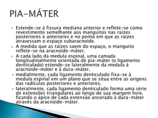  Estende-se à fissura mediana anterior e reflete-se como
revestimento semelhante aos manguitos nas raízes
posteriores e anteriores e no ponto em que as raízes
atravessam o espaço subaracnoide.
 A medida que as raízes saem do espaço, o manguito
reflete-se na aracnoide-máter.
 A cada lado da medula espinal, uma camada
longitudinalmente orientada de pia-máter (o ligamento
denticulado) estende-se lateralmente da medula à
aracnoide-máter e à dura-máter.
• medialmente, cada ligamento denticulado fixa-se à
medula espinal em um plano que se situa entre as origens
das radículas posteriores e anteriores.
• lateralmente, cada ligamento denticulado forma uma série
de extensões triangulares ao longo de sua margem livre,
ficando o ápice de cada extensão ancorado à dura-máter
através da aracnoide-máter.
 