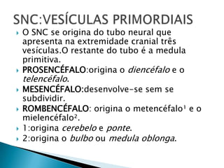 







O SNC se origina do tubo neural que
apresenta na extremidade cranial três
vesículas.O restante do tubo é a medula
primitiva.
PROSENCÉFALO:origina o diencéfalo e o
telencéfalo.
MESENCÉFALO:desenvolve-se sem se
subdividir.
ROMBENCÉFALO: origina o metencéfalo¹ e o
mielencéfalo².
1:origina cerebelo e ponte.
2:origina o bulbo ou medula oblonga.

 