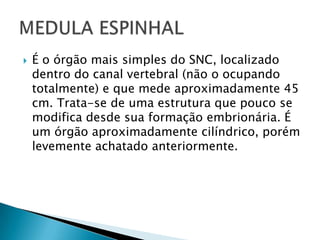 

É o órgão mais simples do SNC, localizado
dentro do canal vertebral (não o ocupando
totalmente) e que mede aproximadamente 45
cm. Trata-se de uma estrutura que pouco se
modifica desde sua formação embrionária. É
um órgão aproximadamente cilíndrico, porém
levemente achatado anteriormente.

 