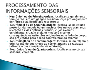 







Neurônio I ou de Primeira ordem: localiza-se geralmente
fora do SNC em um gânglio sensitivo, cujo prolongamento
periférico está ligado aos receptores;
Neurônio II ou de Segunda ordem: localiza-se na coluna
posterior da medula ou em núcleos dos nervos cranianos
(exceção às vias ópticas e visuais) cujos axônios
geralmente, cruzam o plano mediano e como
consequência os estímulos originados num lado do corpo
são projetados para o lado contralateral do tálamo;
Neurônio III ou de Terceira ordem: localiza-se no tálamo e
origina axônio que chega ao córtex através da radiação
talâmica (com exceção da via olfatória);
Neurônios IV ou de Quarta ordem: localiza-se no córtex
sensorial cerebral.

 