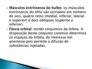 



Músculos extrínsecos do bulbo: os músculos
extrínsecos do olho são estriados em número
de seis, quatro retos (medial, inferior, lateral
e superior) e dois oblíquos (superior e
inferior).
Fáscia orbital: tecido conjuntivo da órbita. A
disposição deste conjunto conetivo determina
os espaços da órbita, de interesse em
anestesia pois permite a difusão de
substâncias injetadas.

 