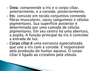 




Úvea: compreende a íris e o corpo ciliar,
anteriormente, e a coroide, posteriormente.
Íris: consiste em tecido conjuntivo contendo
fibras musculares, vasos sanguíneos e células
pigmentares. Sua superfície posterior é
determinada por uma camada de células
pigmentares. Em seu centro há uma abertura,
a pupila. A função principal da íris é controlar
a entrada de luz.
Corpo ciliar:é uma estrutura especializada
que une a íris com a coroide. É responsável
pela produção do humor aquoso. O corpo
ciliar é ligado ao cristalino pela zônula.

 