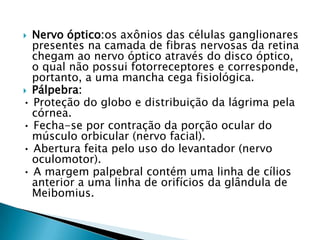 Nervo óptico:os axônios das células ganglionares
presentes na camada de fibras nervosas da retina
chegam ao nervo óptico através do disco óptico,
o qual não possui fotorreceptores e corresponde,
portanto, a uma mancha cega fisiológica.
 Pálpebra:
• Proteção do globo e distribuição da lágrima pela
córnea.
• Fecha-se por contração da porção ocular do
músculo orbicular (nervo facial).
• Abertura feita pelo uso do levantador (nervo
oculomotor).
• A margem palpebral contém uma linha de cílios
anterior a uma linha de orifícios da glândula de
Meibomius.


 