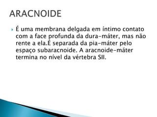 

É uma membrana delgada em íntimo contato
com a face profunda da dura-máter, mas não
rente a ela.É separada da pia-máter pelo
espaço subaracnoide. A aracnoide-máter
termina no nível da vértebra SII.

 