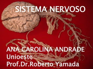 SISTEMA NERVOSO

ANA CAROLINA ANDRADE
Unioeste
Prof.Dr.Roberto Yamada

 