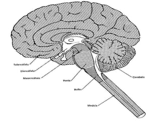 



Córtex cerebelar: fina camada de substância
cinzenta que reveste o corpo medular do
cerebelo.
Hemisférios do cerebel...