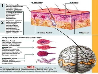 Anatomia do Sistema Nervoso