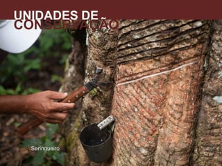 UNIDADES DE
CONSERVAÇÃO
A
Seringueiro
 