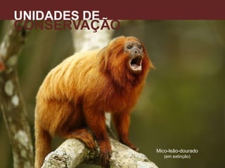 UNIDADES DE
CONSERVAÇÃO
A
Mico-leão-dourado
(em extinção)
 