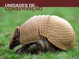 UNIDADES DE
CONSERVAÇÃO
Tatu-bola
(em extinção)
A
 