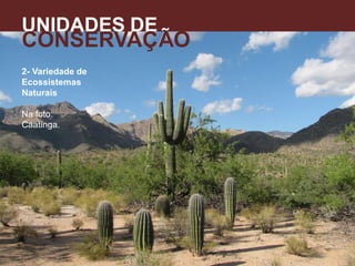 2- Variedade de
Ecossistemas
Naturais
Na foto:
Caatinga.
UNIDADES DE
CONSERVAÇÃO
A
 