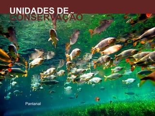 UNIDADES DE
CONSERVAÇÃO
A
Pantanal
 