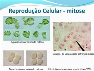 Alga unicelular sofrendo mitose
Bolacha do mar sofrendo mitose http://cifonauta.cebimar.usp.br/video/287/
Células de uma cebola sofrendo mitose
 