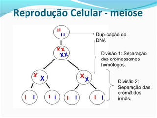 Duplicação do
DNA
Divisão 1: Separação
dos cromossomos
homólogos.
Divisão 2:
Separação das
cromátides
irmãs.
Reprodução Celular - meiose
 