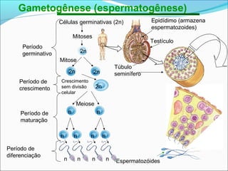 Gametogênese (espermatogênese)
Células germinativas (2n)
Período
germinativo
Período de
crescimento
Período de
maturação
Período de
diferenciação
Espermatozóides
Epidídimo (armazena
espermatozoides)
Túbulo
seminífero
Mitoses
2n
Mitose
2n 2n
Meiose
n n
nnnn
n n n n
2n
Crescimento
sem divisão
celular
Testículo
 