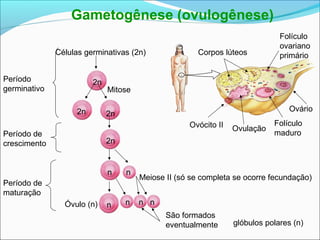 Gametogênese (ovulogênese)
Células germinativas (2n)
Meiose II (só se completa se ocorre fecundação)
São formados
eventualmente
Período
germinativo
Período de
crescimento
Período de
maturação
Corpos lúteos
Folículo
ovariano
primário
OvulaçãoOvócito II Folículo
maduro
Ovário
2n
Mitose
2n 2n
2n
n n
n n
glóbulos polares (n)
n nÓvulo (n)
 