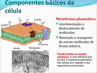 Componentes básicos da
célula
Membrana plasmática
movimentação e
deslocamento de
moléculas;
Retenção e transporte
de outras moléculas de
forma seletiva.
Parede Celular ou parede
celulósica, é uma estrutura que
envolve a membrana plasmática
nas células dos vegetais e dos
organismos procariontes.
 