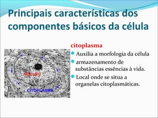 Principais características dos
componentes básicos da célula
citoplasma
Auxilia a morfologia da célula
armazenamento de
substâncias essências à vida.
Local onde se situa a
organelas citoplasmáticas.
 