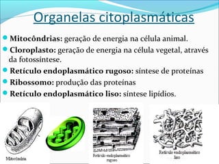 Organelas citoplasmáticas
Mitocôndrias: geração de energia na célula animal.
Cloroplasto: geração de energia na célula vegetal, através
da fotossíntese.
Retículo endoplasmático rugoso: síntese de proteínas
Ribossomo: produção das proteínas
Retículo endoplasmático liso: síntese lipídios.
 