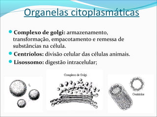 Organelas citoplasmáticas
Complexo de golgi: armazenamento,
transformação, empacotamento e remessa de
substâncias na célula.
Centríolos: divisão celular das células animais.
Lisossomo: digestão intracelular;
 