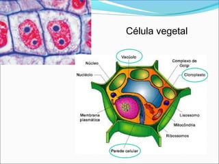 Célula vegetal
 