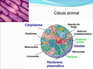 Célula animal
 