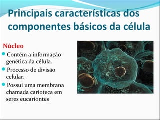 Principais características dos
componentes básicos da célula
Núcleo
Contém a informação
genética da célula.
Processo de divisão
celular.
Possui uma membrana
chamada carioteca em
seres eucariontes
 