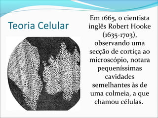 Em 1665, o cientista
inglês Robert Hooke
(1635-1703),
observando uma
secção de cortiça ao
microscópio, notara
pequeníssimas
cavidades
semelhantes às de
uma colmeia, a que
chamou células.
 