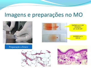 Preparação a fresco
 
