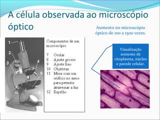 Aumento no microscópio
óptico de 100 a 1500 vezes.
Visualização
somente de
citoplasma, núcleo
e parede celular.
 