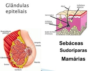 Sudoríparas
Mamárias
Sebáceas
 