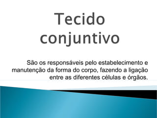 São os responsáveis pelo estabelecimento e
manutenção da forma do corpo, fazendo a ligação
entre as diferentes células e órgãos.
 