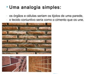  Uma analogia simples:
- os órgãos e células seriam os tijolos de uma parede,
- o tecido conjuntivo seria como o cimento que os une.
 