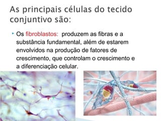  Os fibroblastos: produzem as fibras e a
substância fundamental, além de estarem
envolvidos na produção de fatores de
crescimento, que controlam o crescimento e
a diferenciação celular.
 