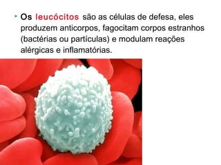  Os leucócitos são as células de defesa, eles
produzem anticorpos, fagocitam corpos estranhos
(bactérias ou partículas) e modulam reações
alérgicas e inflamatórias.
 
