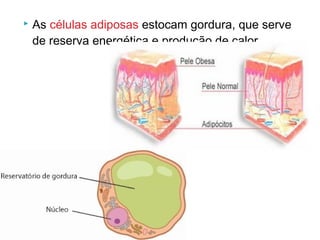  As células adiposas estocam gordura, que serve
de reserva energética e produção de calor.
 