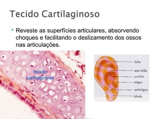  Reveste as superfícies articulares, absorvendo
choques e facilitando o deslizamento dos ossos
nas articulações.
 